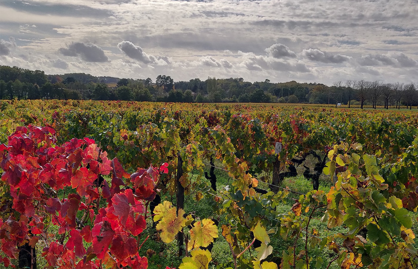 Château Pédesclaux Pauillac (Grand Cru Classé) | Vivino US
